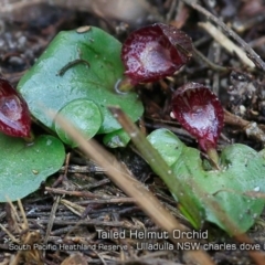 Corybas undulatus (Tailed Helmet Orchid) at South Pacific Heathland Reserve - 22 May 2019 by CharlesDove