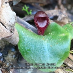 Corybas undulatus at Ulladulla, NSW - 22 May 2019