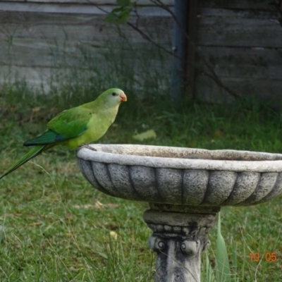 Polytelis swainsonii (Superb Parrot) at Hughes, ACT - 27 May 2019 by TomT