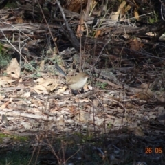 Malurus cyaneus (Superb Fairywren) at Deakin, ACT - 26 May 2019 by TomT