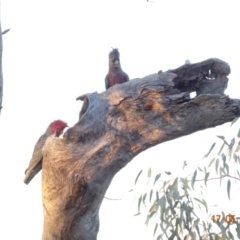 Callocephalon fimbriatum at Deakin, ACT - 17 May 2019