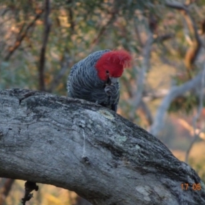 Callocephalon fimbriatum at Deakin, ACT - 17 May 2019