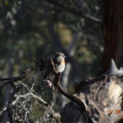 Petroica boodang (Scarlet Robin) at Red Hill Nature Reserve - 27 May 2019 by TomT