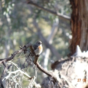 Petroica boodang at Deakin, ACT - 27 May 2019 02:56 PM