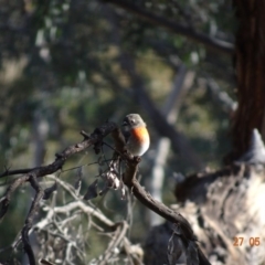 Petroica boodang at Deakin, ACT - 27 May 2019 02:56 PM