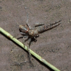 Thomisidae (family) (Unidentified Crab spider or Flower spider) at ANBG - 22 May 2019 by Tim L