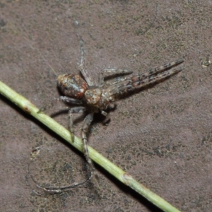 Thomisidae (family) at Acton, ACT - 22 May 2019 01:32 PM