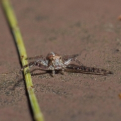 Thomisidae (family) at Acton, ACT - 22 May 2019 01:32 PM