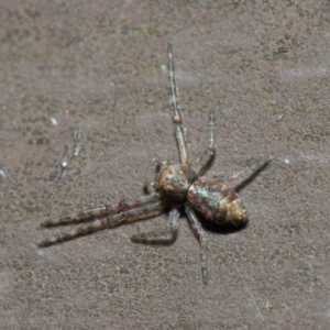 Thomisidae (family) at Acton, ACT - 22 May 2019