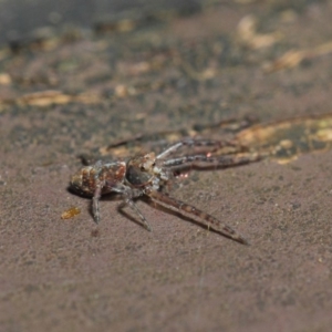 Thomisidae (family) at Acton, ACT - 22 May 2019 01:32 PM