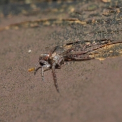 Thomisidae (family) at Acton, ACT - 22 May 2019 01:32 PM