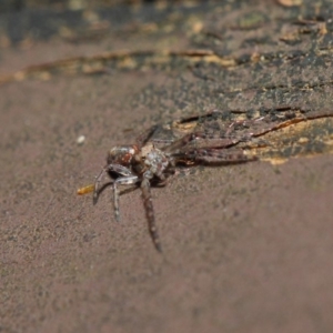 Thomisidae (family) at Acton, ACT - 22 May 2019