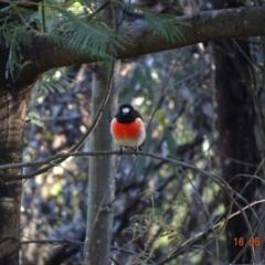 Petroica boodang (Scarlet Robin) at Deakin, ACT - 16 May 2019 by TomT