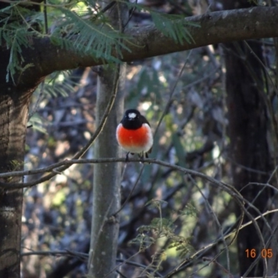 Petroica boodang (Scarlet Robin) at Deakin, ACT - 16 May 2019 by TomT