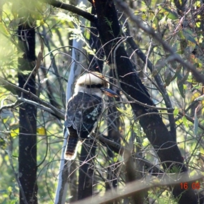 Dacelo novaeguineae (Laughing Kookaburra) at Deakin, ACT - 16 May 2019 by TomT