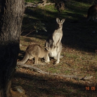 Macropus giganteus (Eastern Grey Kangaroo) at Red Hill Nature Reserve - 26 May 2019 by TomT
