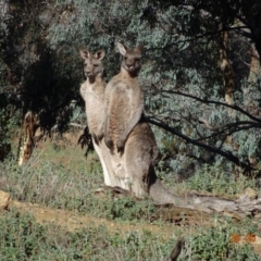 Macropus giganteus at Deakin, ACT - 26 May 2019 11:56 AM