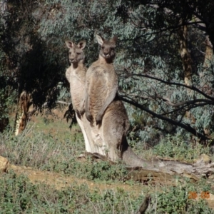 Macropus giganteus at Deakin, ACT - 26 May 2019 11:56 AM