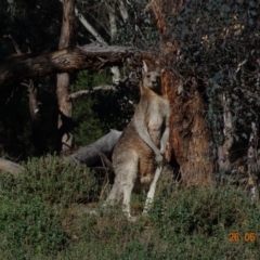 Macropus giganteus at Deakin, ACT - 26 May 2019 11:56 AM