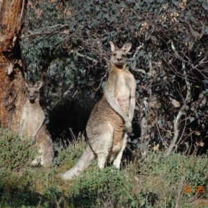 Macropus giganteus at Deakin, ACT - 26 May 2019 11:56 AM