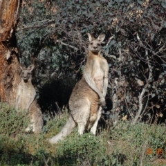 Macropus giganteus at Deakin, ACT - 26 May 2019