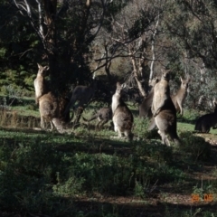 Macropus giganteus at Deakin, ACT - 26 May 2019 11:56 AM