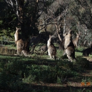 Macropus giganteus at Deakin, ACT - 26 May 2019