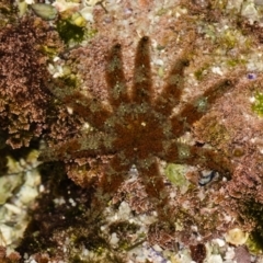 Coscinasterias muricata (Eleven-armed Seastar) at Booderee National Park - 26 May 2019 by kdm