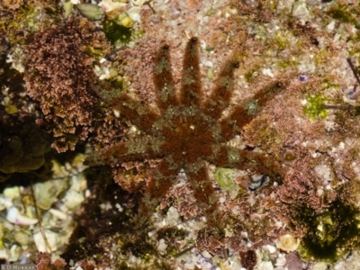 Coscinasterias muricata (Eleven-armed Seastar) at Jervis Bay, JBT - 25 May 2019 by kdm