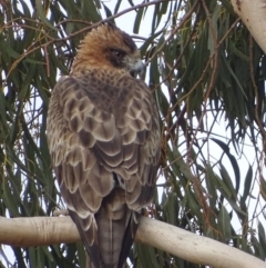 Hieraaetus morphnoides (Little Eagle) at Garran, ACT - 24 May 2019 by roymcd