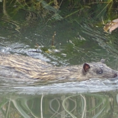 Hydromys chrysogaster (Rakali or Water Rat) at Jerrabomberra Wetlands - 24 May 2019 by roymcd
