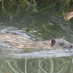 Hydromys chrysogaster (Rakali or Water Rat) at Fyshwick, ACT - 24 May 2019 by roymcd