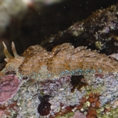 Austraeolis ornata (Ornate Facelinid) at Booderee National Park - 25 May 2019 by kdm