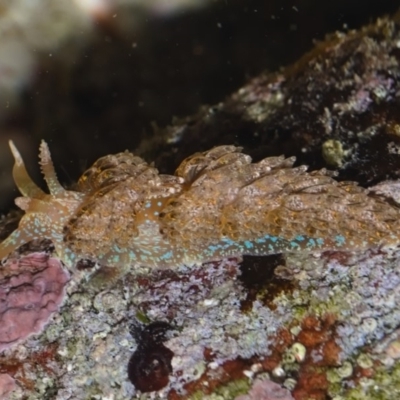 Austraeolis ornata (Ornate Facelinid) at Jervis Bay, JBT - 26 May 2019 by kdm