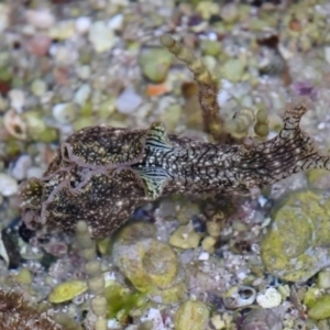 Aplysia sydneyensis at Jervis Bay, JBT - 26 May 2019