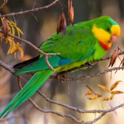 Polytelis swainsonii (Superb Parrot) at Hackett, ACT - 12 May 2019 by JL