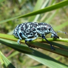 Chrysolopus spectabilis (Botany Bay Weevil) at Jervis Bay National Park - 17 Nov 2018 by christinemrigg