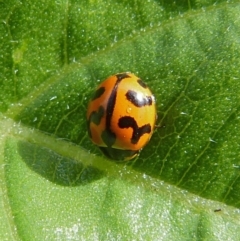 Coccinella transversalis (Transverse Ladybird) at Sanctuary Point, NSW - 7 Nov 2018 by christinemrigg