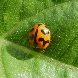 Coccinella transversalis at Sanctuary Point, NSW - 8 Nov 2018