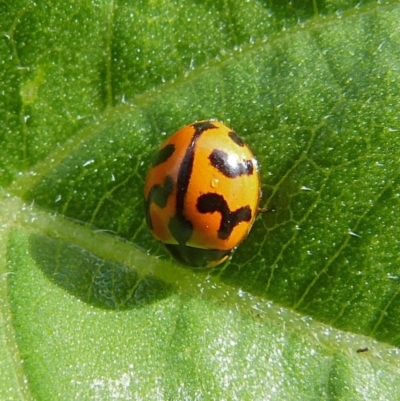 Coccinella transversalis (Transverse Ladybird) at Sanctuary Point, NSW - 7 Nov 2018 by christinemrigg