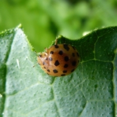 Epilachna sumbana (A Leaf-eating Ladybird) at Sanctuary Point, NSW - 20 Nov 2012 by christinemrigg