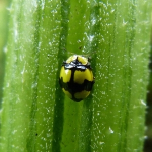 Illeis galbula at Sanctuary Point, NSW - 5 Feb 2015