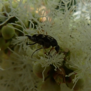 Mordella australis at The Basin Walking Track - 12 Nov 2018 12:00 AM