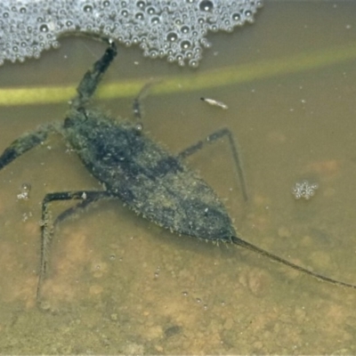 Laccotrephes tristis (Water Scorpion or Toe-biter) at Woollamia, NSW - 18 Mar 2014 by christinemrigg