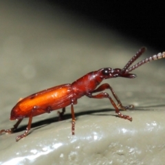 Cordus sp. (genus) (Brentid weevil) at Acton, ACT - 22 May 2019 by TimL