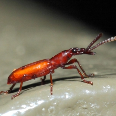 Cordus sp. (genus) (Brentid weevil) at Acton, ACT - 22 May 2019 by TimL