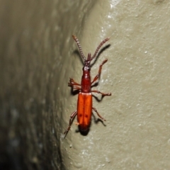Cordus sp. (genus) at Acton, ACT - 22 May 2019
