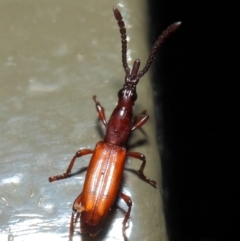 Cordus sp. (genus) at Acton, ACT - 22 May 2019 01:37 PM