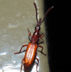 Cordus sp. (genus) at Acton, ACT - 22 May 2019