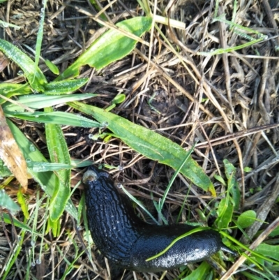 Arion ater (European Black Slug) at Bowral - 5 Apr 2019 by KarenG